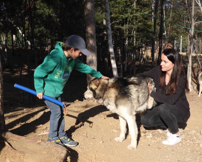 Dog sledding